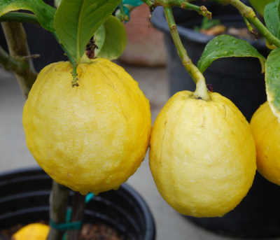����� ���� ����� ������� Citrus medica.jpg